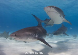 How many tigers need to show up before it's time to get o... by Matt Heath 